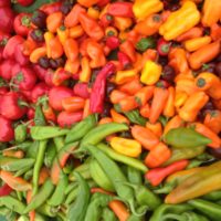 Locally grown peppers from Weiser Family Farms